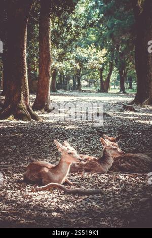 Heilige Sika-Hirsche Nara-Park-Wald, Japan. Sika Deers Nara Park Forest, Japan Stockfoto