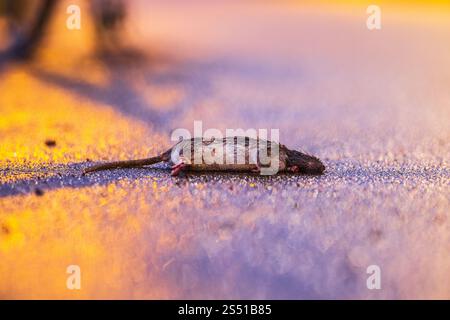 Tote Ratte auf Asphaltstraße Stockfoto