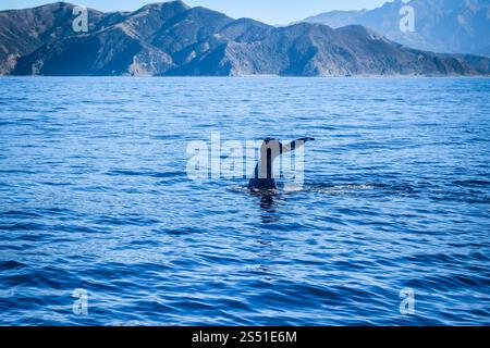 Walschwanz in der Kaikoura Bay, Neuseeland. Wal in der Kaikoura Bay, Neuseeland Stockfoto