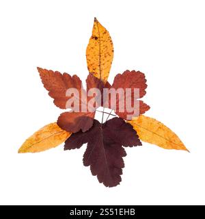 Collage von Herbst Blätter von viburnum und Eschen auf weißem Hintergrund Stockfoto