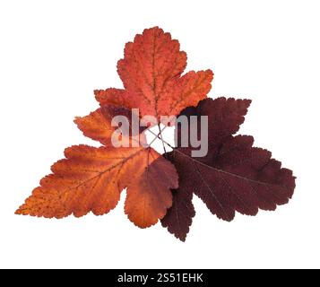 Collage aus herbstroten Blättern des Viburnum-Baumes. Collage aus herbstroten Blättern des Viburnum-Baumes isoliert auf weißem Hintergrund Stockfoto