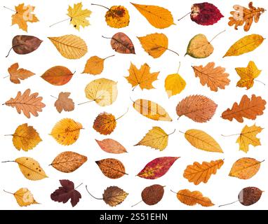 Collage aus verschiedenen getrockneten Herbst Laub auf weißem Hintergrund Stockfoto