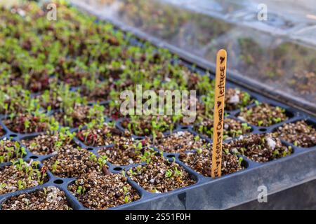 Frische Keimlinge aus Salat in Tabletts mit gekennzeichnetem Marker Stockfoto