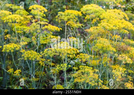 Dill Plantage im Garten im Sommer am Abend in der Region Krasnodar region Russlands Stockfoto