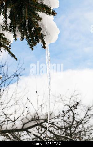 Eiszapfen vom schmelzenden Schnee auf schneebedeckten Zweig des Baumes im sonnigen Wintertag Fichte Stockfoto