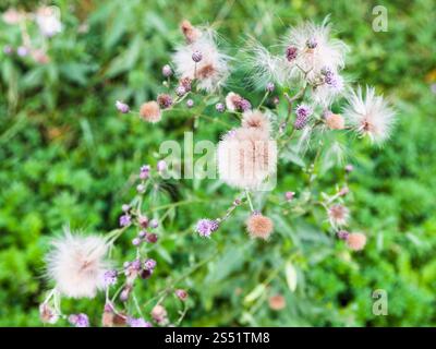 Samen und Blüten von Creeping Thistle Werk in Timiryazevskiy Park von Moskau im Sommer Tag Stockfoto