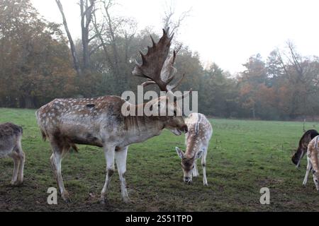 Damhirsch - Dama dama Stockfoto