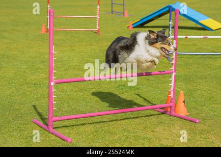 Ein eleganter Border Collie, der anmutig über einer Bar schwingt und Agilität und Kraft in perfekter Harmonie zeigt. Stockfoto