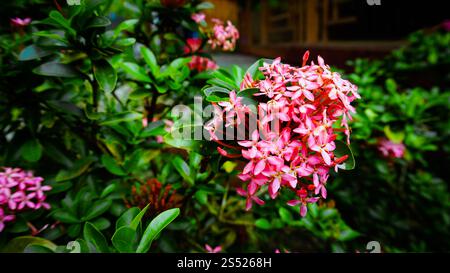 Nahaufnahme leuchtender rosafarbener ixora-Blüten mit üppig grünen Blättern in einer Gartenumgebung. Stockfoto