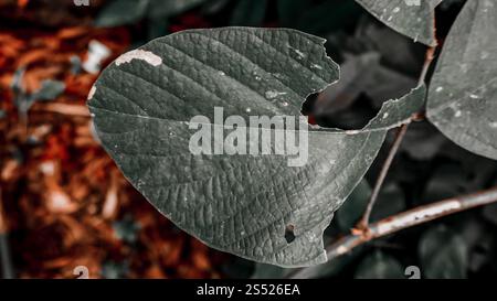 Nahaufnahme eines grünen Blattes mit einem großen Biss, der herausgenommen wurde und Textur und Adern zeigt. Stockfoto