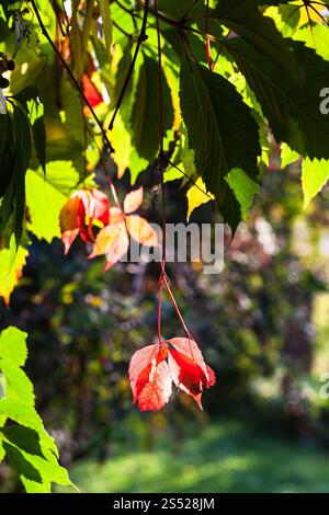 Bunte Blätter von Virginia Creeper Anlage durch Sun im Herbst Tag beleuchtet Stockfoto
