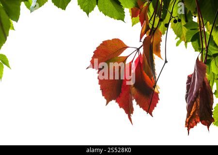 Rahmen aus natürlichen Herbst Blätter von Virginia Creeper Anlage auf weißem Hintergrund Stockfoto