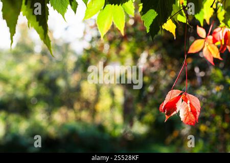 Bunte Blätter von Virginia Creeper Anlage mit Copyspace im Herbst Tag Stockfoto