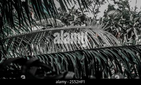 Nahaufnahme von tropischen Palmenblättern mit verschwommenem Dschungelhintergrund. Stockfoto
