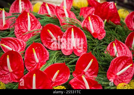 orientalische Lilienblüten beim Festa da Flor oder Frühlingsblumenfest in Funchal auf der Insel Madeira im Atlantischen Ozean Stockfoto