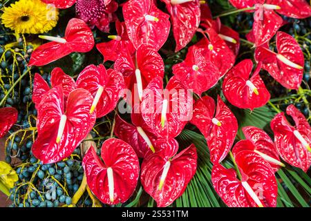 orientalische Lilienblüten beim Festa da Flor oder Frühlingsblumenfest in Funchal auf der Insel Madeira im Atlantischen Ozean Stockfoto