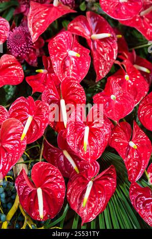 orientalische Lilienblüten beim Festa da Flor oder Frühlingsblumenfest in Funchal auf der Insel Madeira im Atlantischen Ozean Stockfoto