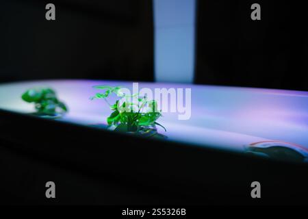 Eine Nahaufnahme eines intelligenten Gartensystems für den Innenbereich, das kleine grüne Pflanzen unter leuchtenden LED-Lichtern zeigt und die moderne und effiziente Kultivierung unterstreicht Stockfoto