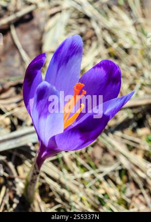 Erste violette crocus Blüten am frühen Frühling Karpaten Plateau. Stockfoto