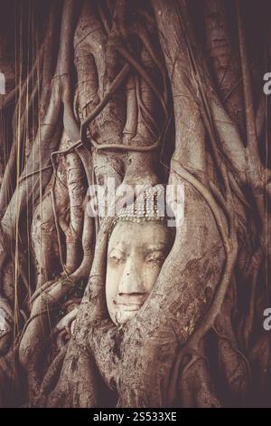 Buddha Kopf in Baumwurzeln, Wat Phra Mahathat Tempel, Ayutthaya, Thailand Stockfoto