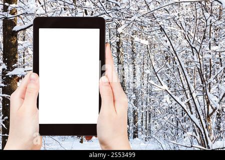 Reisekonzept - touristische Fotos von schneebedeckten Birken und Kiefern im Stadtpark im Winter in Moskau City auf Smartphone mit leerem Ausschnitt Stockfoto