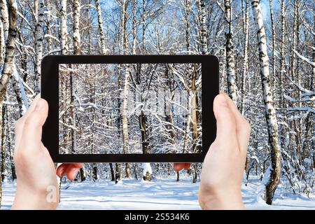 Travel Concept - touristische Fotografien von Dickicht von Birken und Eichen in verschneiten Wald im sonnigen Wintertag auf dem Smartphone in Moskau, Russland Stockfoto
