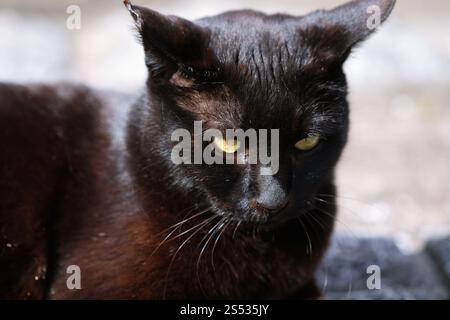 Straßenkatze, die sich in der Seitenstraße im Park hockt Stockfoto