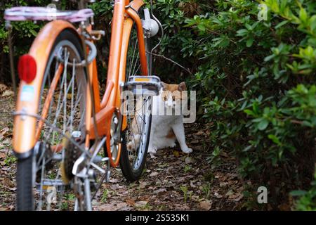 Straßenkatze, die sich in der Seitenstraße im Park hockt Stockfoto