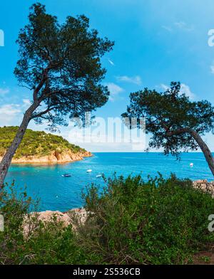 Pinien mit Kegel auf felsigen Küste über Meer (Bucht), Tamariu, Costa Brava, Katalonien, Spanien). Stockfoto