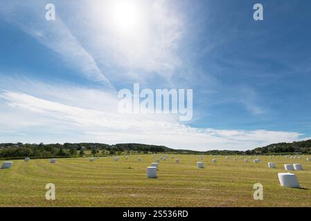Heurollen auf einem Feld Stockfoto