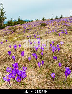 Bunt blühende Lila violette Krokusse (Crocus vernus) heuffelianus Alpenblumen auf Frühling Karpaten Hochplateau Tal, Ukraine, Europa. Stockfoto