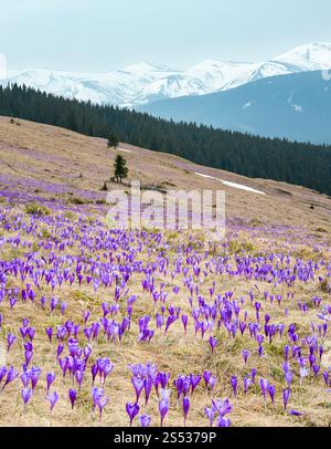 Bunt blühende Lila violette Krokusse (Crocus vernus) heuffelianus Alpenblumen auf Frühling Karpaten Hochplateau Tal, Ukraine, Europa. Stockfoto