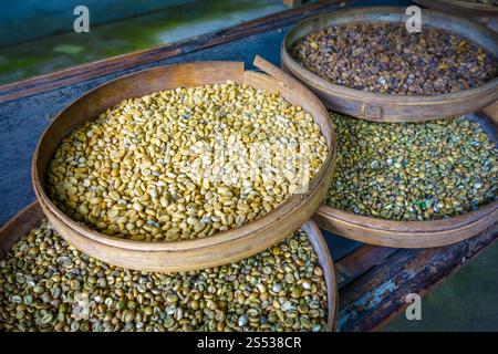 Kopi Luwak Kaffee Bohnen close-up, Bali, Indonesien Stockfoto