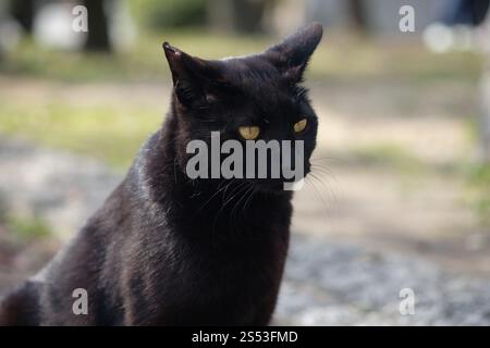 Straßenkatze, die sich in der Seitenstraße im Park hockt Stockfoto