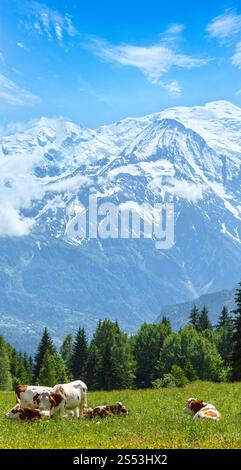 Herde Kühe auf blühende Waldwiese und Mont Blanc Bergmassiv (Tal von Chamonix, Frankreich, Blick vom Plaine Joux Stadtrand). Stockfoto