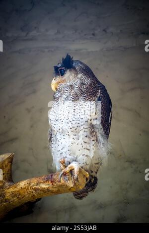 Gesperrt Malay Eagle Owl am Baum gehockt Stockfoto