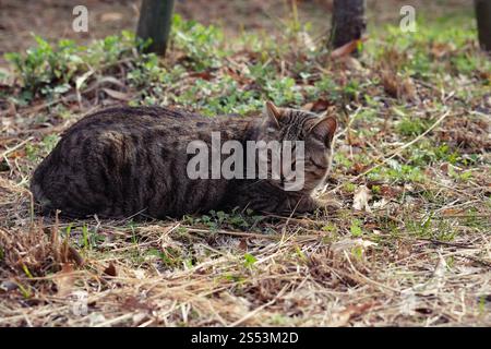 Straßenkatze, die sich in der Seitenstraße im Park hockt Stockfoto