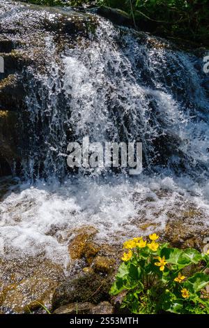 Sommer berge wasserfall mit klarem Wasser und gelbe Sumpfdotterblume (Caltha palustris) Blumen. Stockfoto