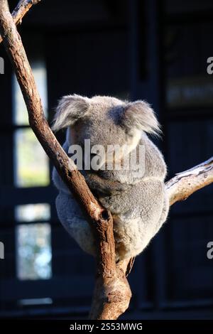 Koala schlaft auf Eukalyptusbaum im Taronga Zoo, Sydney, Australien. Australische Tierwelt in einem natürlichen Lebensraum. Stockfoto