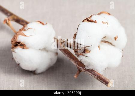 Zwei Samenkapseln mit cottonwool schließen bis auf die natürlichen getrockneten Zweig der Baumwolle auf Baumwollgewebe Hintergrund Stockfoto