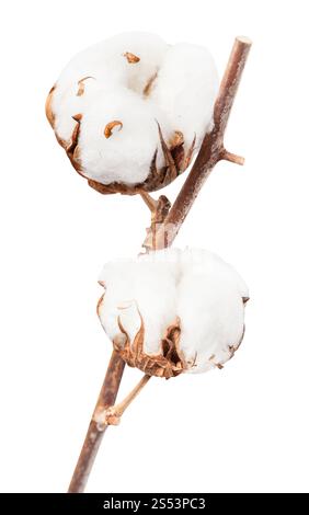 Zwei reife Samenkapseln aus Baumwolle Pflanze mit cottonwool auf Zweig auf weißem Hintergrund Stockfoto