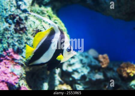 Tropische Fische Wimpelkorallfisch oder Kutsche, maurische Idol Fische Stockfoto