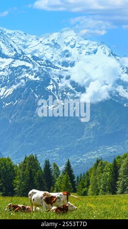Herde Kühe auf blühende Waldwiese und Mont Blanc Bergmassiv (Tal von Chamonix, Frankreich, Blick vom Plaine Joux Stadtrand). Stockfoto