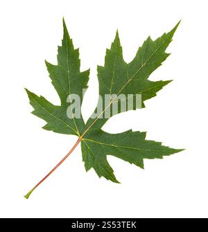 Grünes Blatt Silber Ahorn (Acer Saccharinum) auf weißem Hintergrund Stockfoto