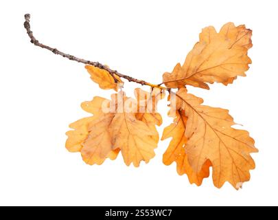 Zweig mit braune Eiche Blätter im Herbst auf weißem Hintergrund Stockfoto