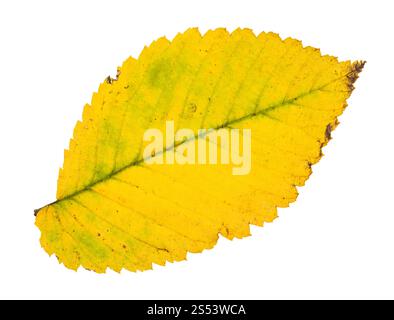 Gefallenen gelb Blatt von Elm Tree auf weißem Hintergrund Stockfoto
