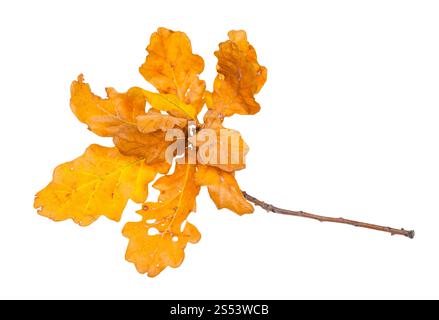 Zweig mit gelb und braun Eiche Blätter im Herbst auf weißem Hintergrund Stockfoto
