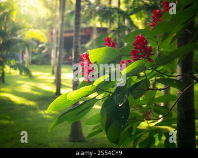 Nahaufnahme von Sonne, die durch wunderschöne exotische tropische Blumen im Regenwald scheint. Nahaufnahme der Sonne, die durch eine wunderschöne exotische Stockfoto