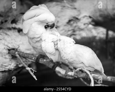 Schwarz-weiß-Foto von weißen Kakadu-Papageien Familie, die Federn von Flöhen und Parasiten reinigt. Schwarz-weiß-Bild von weißen Kakaopapageien Stockfoto