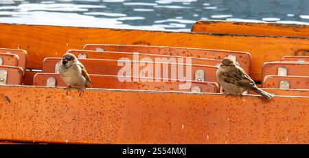 Zwei Spatzen in der Natur Stockfoto